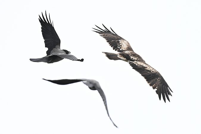 Aigle botté  - Oliwier Myka