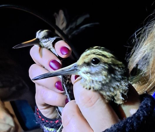 Zwergschnepfe  - Piotr Świętochowski