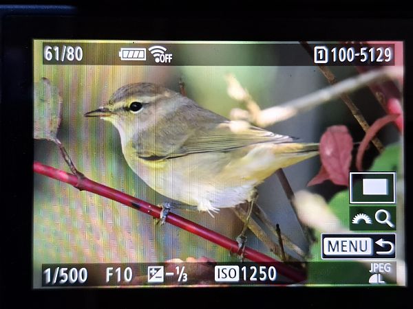 Zilpzalp  - Tomasz Doroń