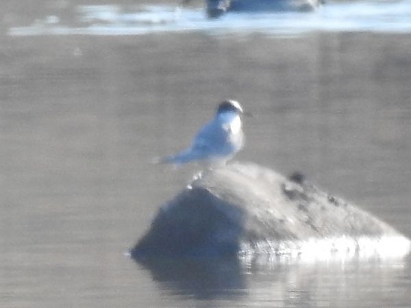 Küstenseeschwalbe  - Michał Kowalczuk