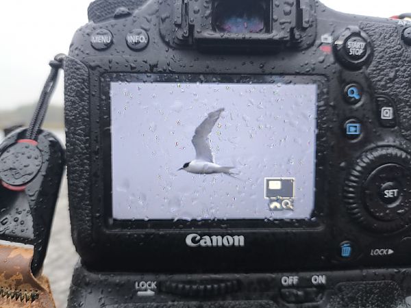 rybitwa popielata  - Bernard Stachurski