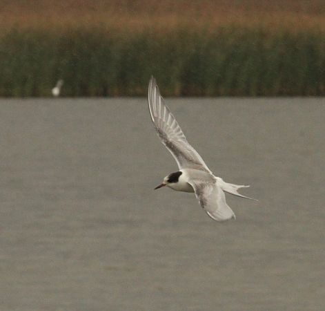 rybitwa popielata  - Tomasz Kulakowski