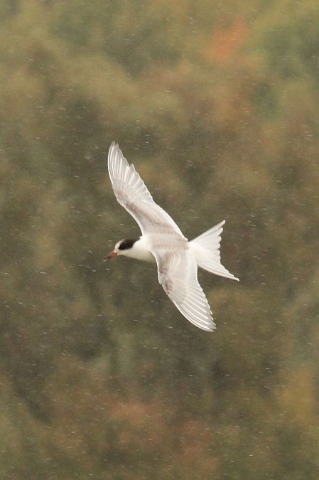Sterne arctique  - Tomasz Kulakowski