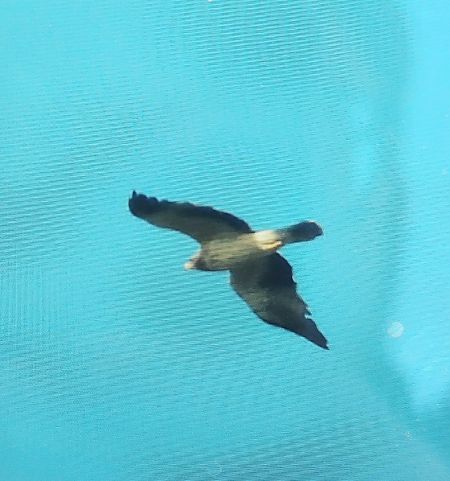 Booted Eagle  - Jan Kotlarz