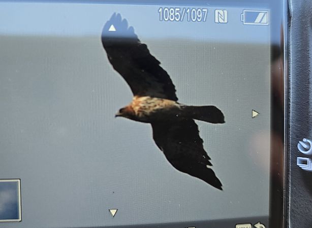 orzełek  - Michał Wnuk