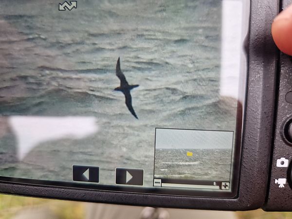 Dunkler Sturmtaucher  - Dawid Fikus