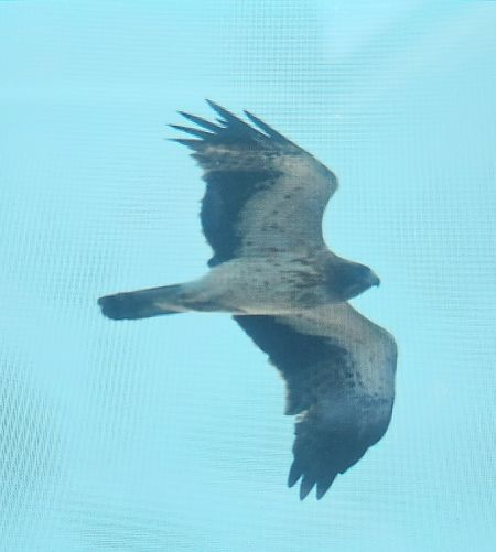 Booted Eagle  - Jan Kotlarz