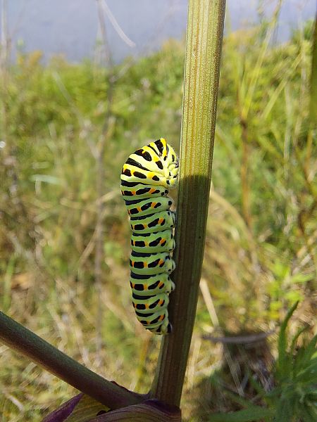 Papilio machaon  - Filippo Vaninetti