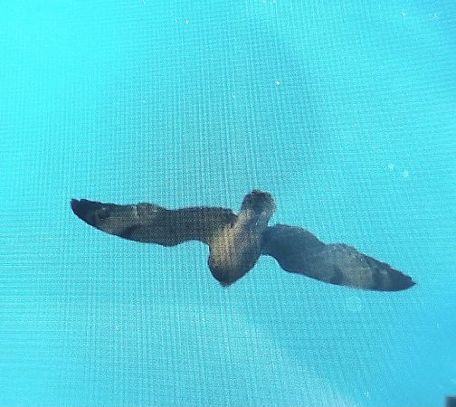 uszatka błotna  - Jan Kotlarz