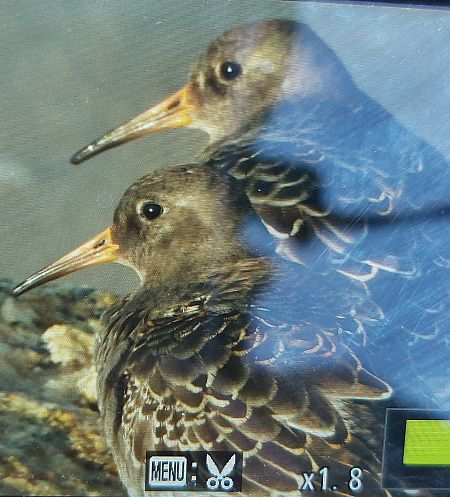 Meerstrandläufer  - Jan Kotlarz