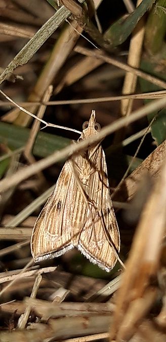 Antigastra catalaunalis  - Michele Cento