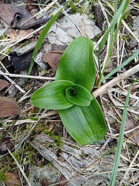 Orchis anthropophora  - Alain Falvard