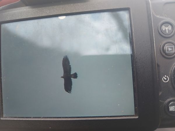 Aquila reale  - Paolo Faifer