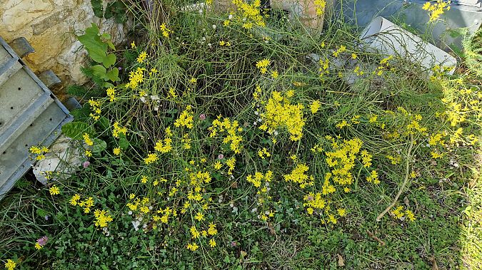 Senecio inaequidens  - Paolo Pietrobon (FVG)