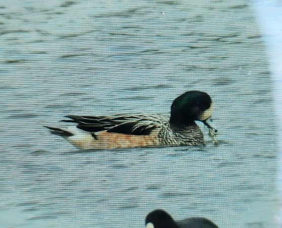 Chilepfeifente  - Jan Kotlarz