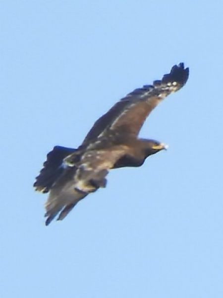 Aquila anatraia maggiore  - Massimo Tassinari