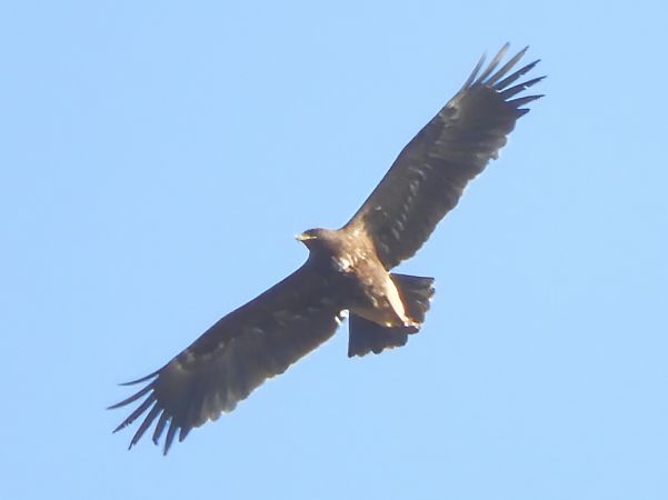 Aquila anatraia maggiore  - Massimo Tassinari