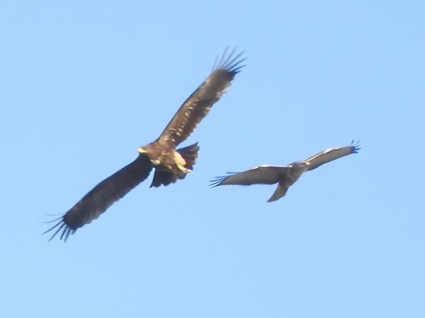 Aquila anatraia maggiore  - Massimo Tassinari