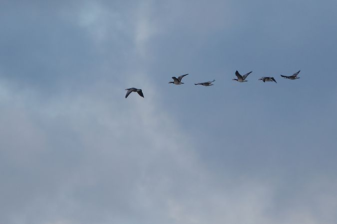 Weisswangengans  - Dawid Kowalski