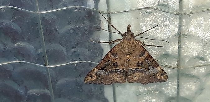 Hypena obsitalis  - Michele Cento