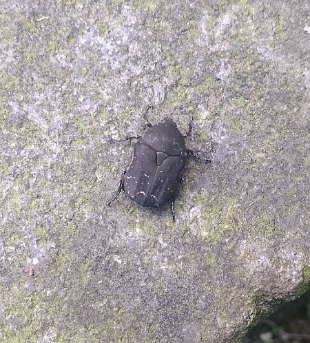 Coleoptera sp.  - Dimitri Marrone