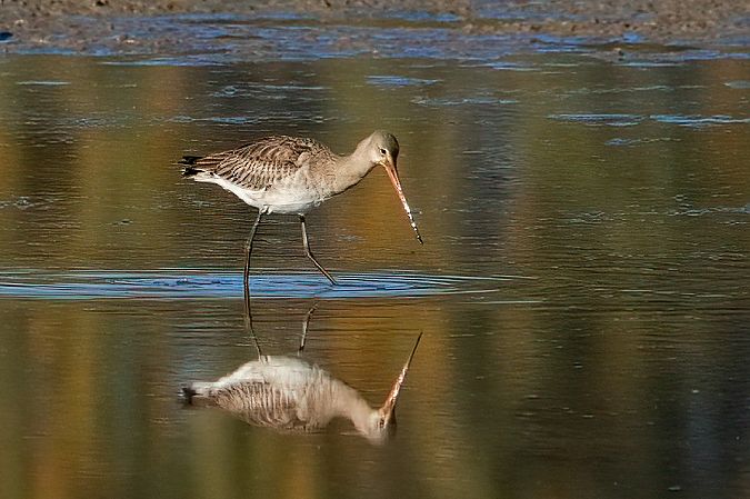 Black-tailed Godwit 