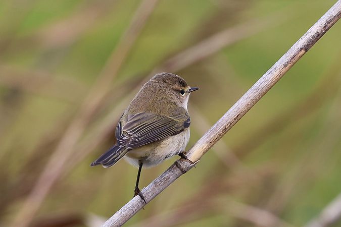 pierwiosnek (syberyjsk, ssp. tristis)  - Arkadiusz Stelmach