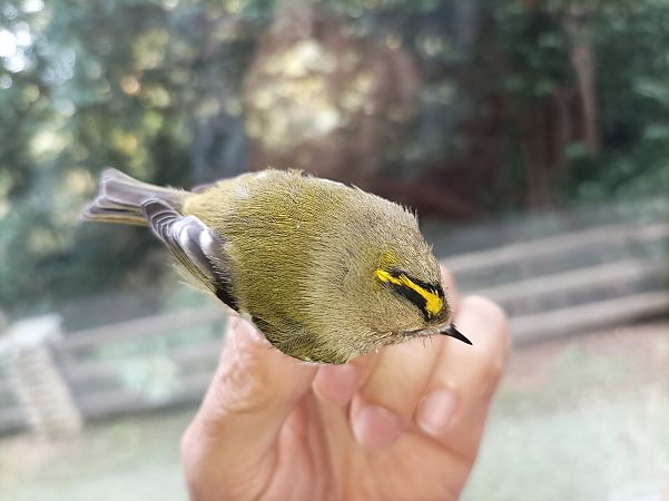 Regolo  - Roberto Sindaco