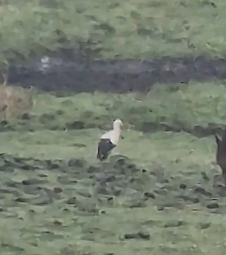 Weissstorch  - Dawid Fikus