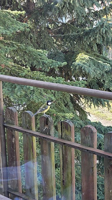 Kohlmeise  - Anna Kamilewicz-Wicik