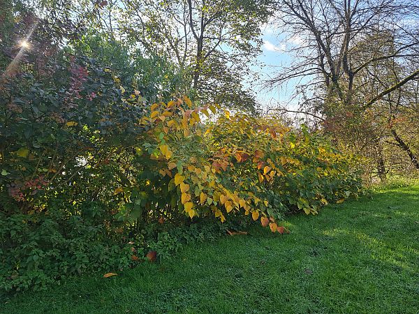 Fallopia japonica  - Ilaria Antoniutti (FVG)