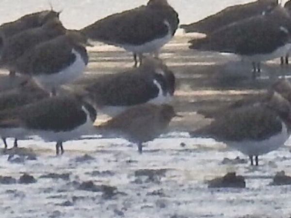 Pacific Golden Plover  - Michał Kowalczuk