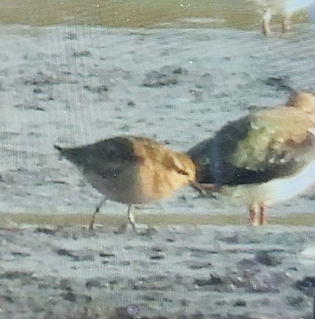Pluvier fauve  - Jan Kotlarz