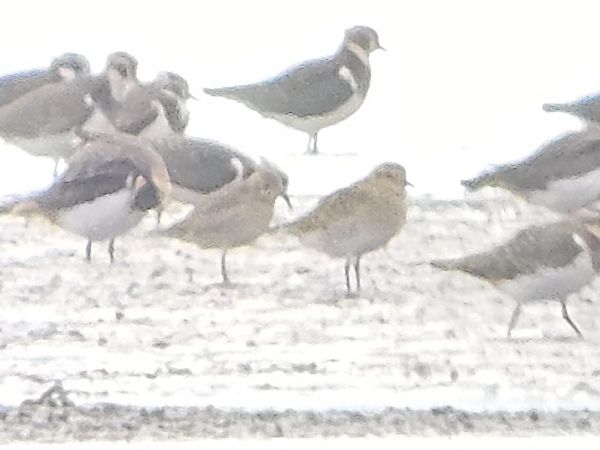 siewka złotawa  - Michał Rycak