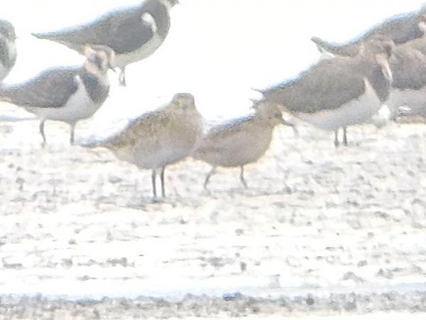 Pluvier fauve  - Michał Rycak