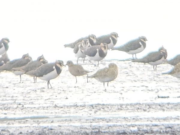 Tundragoldregenpfeifer  - Michał Rycak