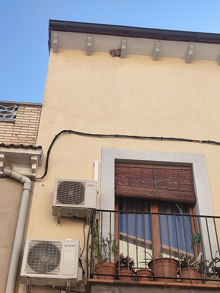 Oreneta cuablanca  - Luna Del Puerto NÚÑez