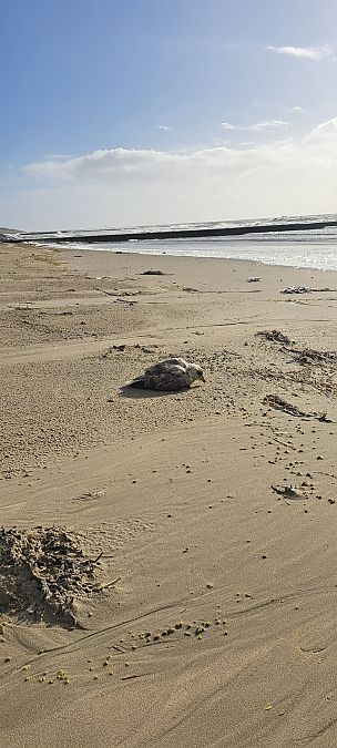Eissturmvogel  - Marius Engels