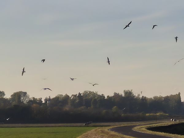 Gabbiano comune  - Alessio Mannello