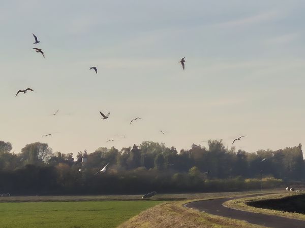 Gabbiano comune  - Alessio Mannello
