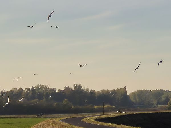 Gabbiano comune  - Alessio Mannello
