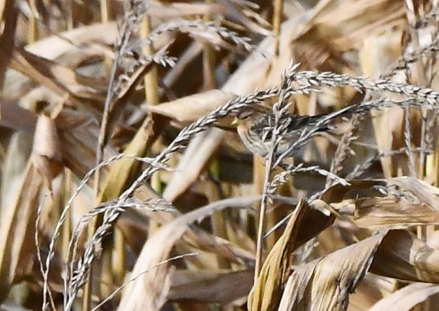 Twite  - Karolina Stąpór
