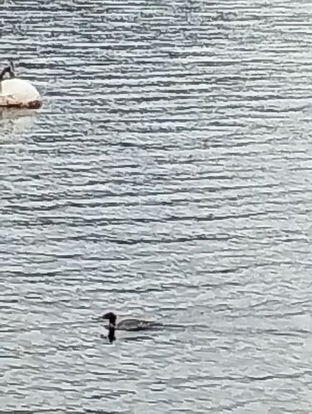 Smergo maggiore  - Gabriele Papale