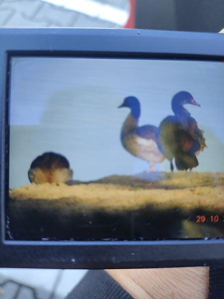 Nilgans  - Roman Kempa