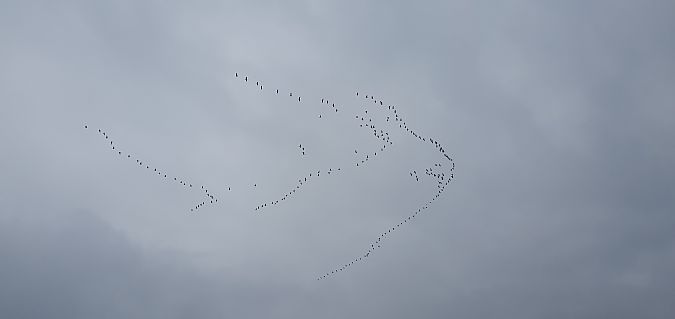 Grue cendrée  - Roberto Toffoli