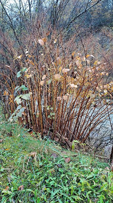 Fallopia japonica  - Niko Borghese (FVG)