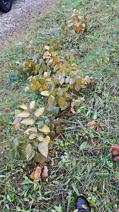 Fallopia japonica  - Niko Borghese (FVG)