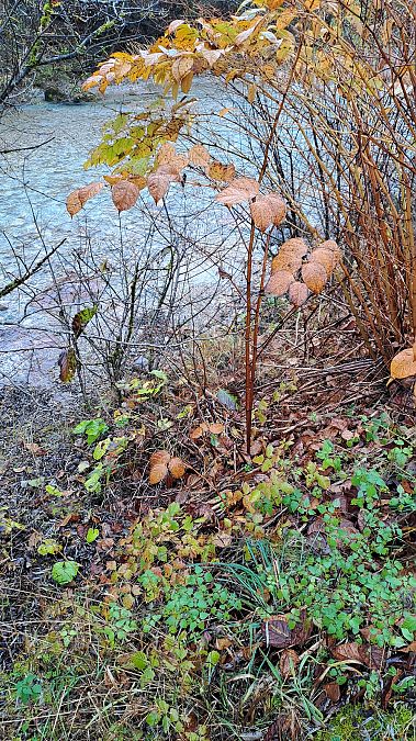 Fallopia japonica  - Niko Borghese (FVG)