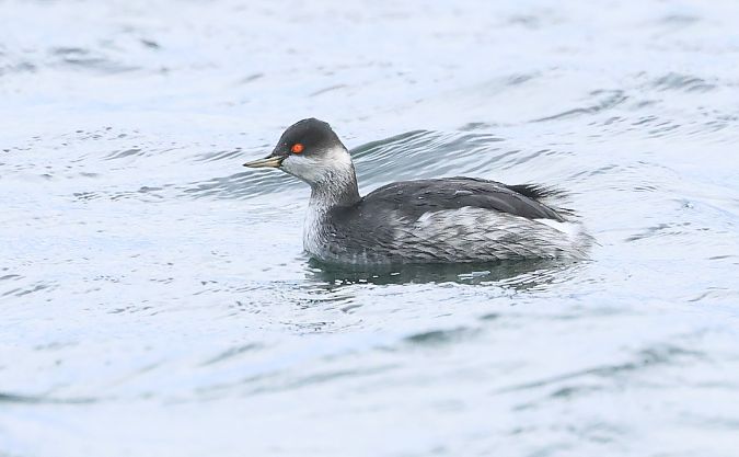 Schwarzhalstaucher  - Andreas Schulz-Benick