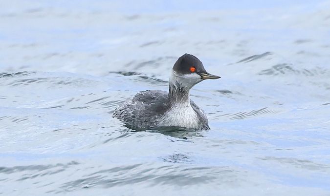 Schwarzhalstaucher  - Andreas Schulz-Benick